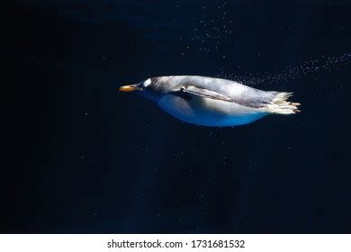 Photo Elegant Emperor Penguin Underwater Stock Photo 1731681532 ...