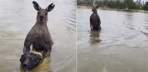 Viral video: Man fights kangaroo trying to drown his dog