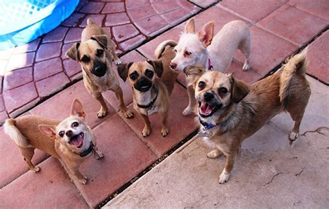 About Our Dog Shelter | Non Profit | Arizona Small Dog Rescue