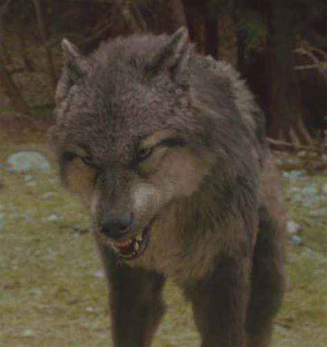 What the Wolves look like in wolf form - Jacob Black fan page, 100% ...