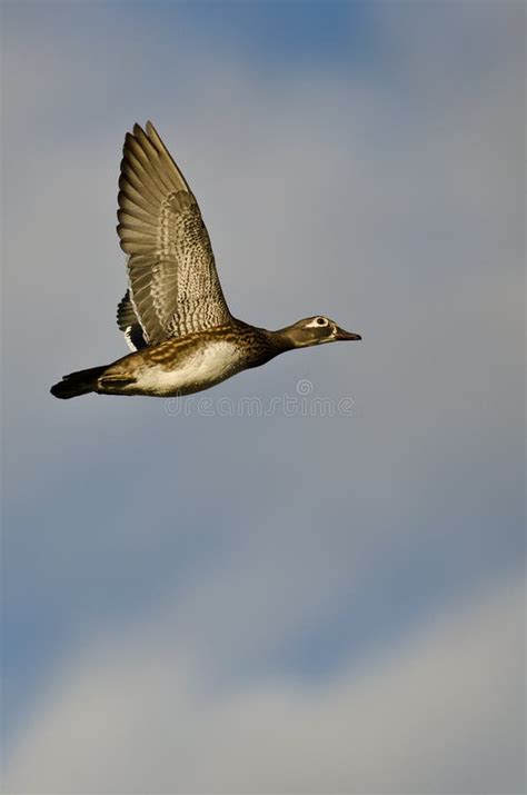 Female Wood Duck Flying in a Cloudy Sky Stock Photo - Image of white ...