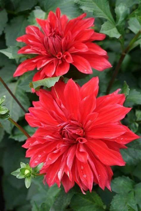 27 Best Red Dahlia Varieties for the Garden | Red Dahlia Meaning and Symbolism