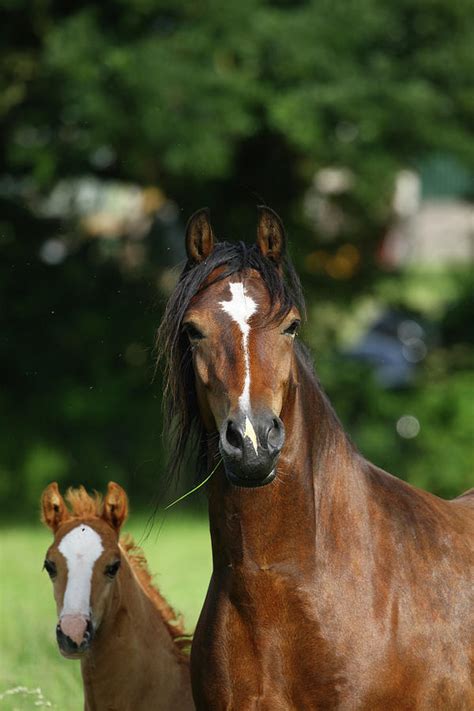 1z5f9794 Welsh Cob Mare And Foal, Brynseion Stud, Uk Photograph by Bob Langrish - Fine Art America