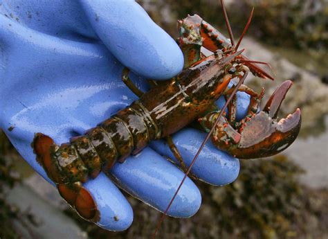 Maine baby lobster decline could end high catches