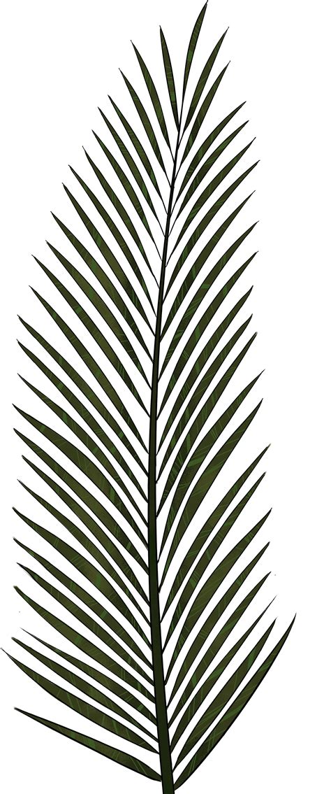 Download Palm Tree Leaves Png Svg Transparent Library PNG Image with No Background - PNGkey.com