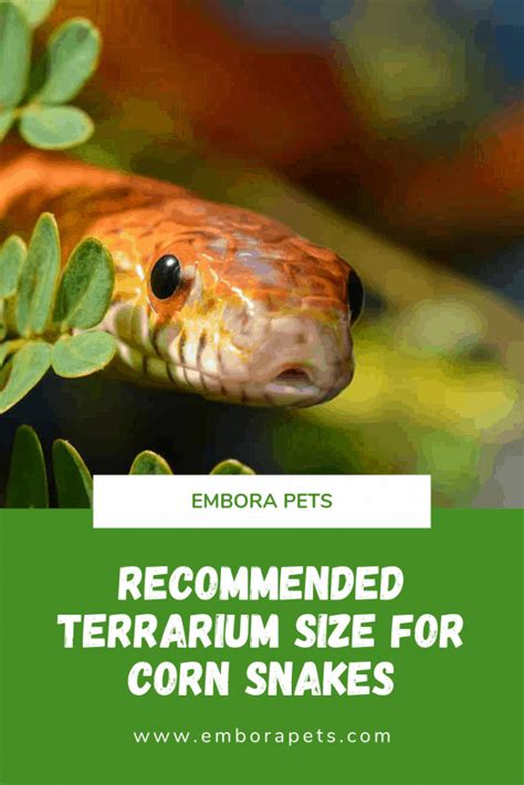 Recommended Terrarium Size for Corn Snakes - Embora Pets