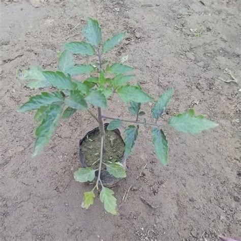 Round Red Tomato Plant, For Garden, Packaging Type: Bag at Rs 30/piece in New Delhi