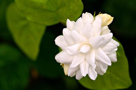 Jasmine Flower Plant - Free photo on Pixabay - Pixabay