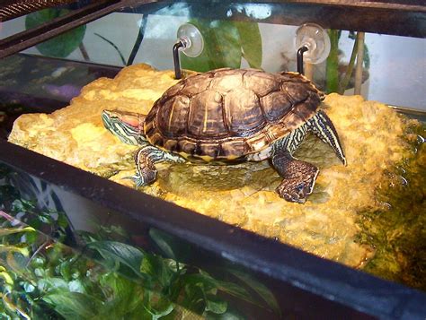 The 12 Coolest Pet Turtle Habitats (with photos) - GeoZoo.org