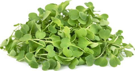 Micro Arugula Information and Facts