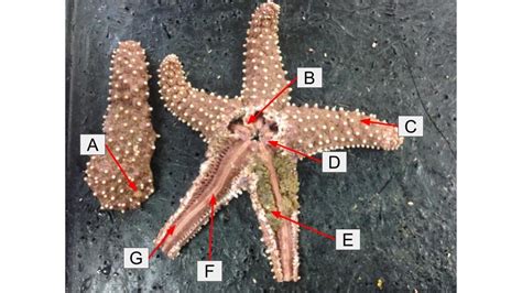 Asteroidea- Starfish Anatomy Diagram | Quizlet