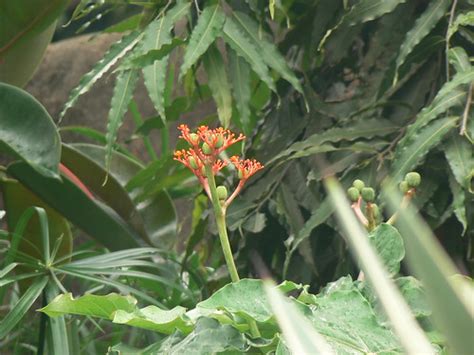 Gout plant | Euphorbiaceae (castor, euphorbia, or spurge fam… | Flickr
