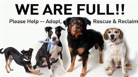 With growing numbers of dogs, Franklin County Shelter holding adoption ...