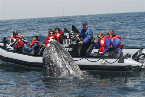 Zodiac whale watching tours with Whale Research EcoExcursions/Carrie Newell (researcher ...