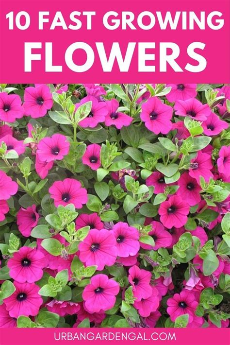 10 Fast Growing Flowers For Your Garden | Fast growing flowers, Easiest ...