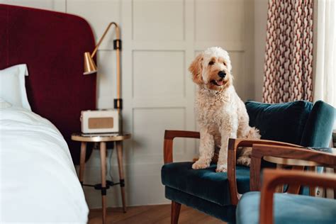 Pet-friendly Hilton hotels your best friend will enjoy - The Points Guy