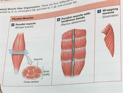 Parallel Muscle Diagram | Quizlet