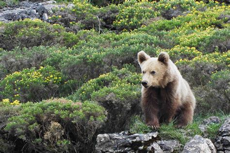 Bear in mind: The return of Spain's brown bear population - Geographical