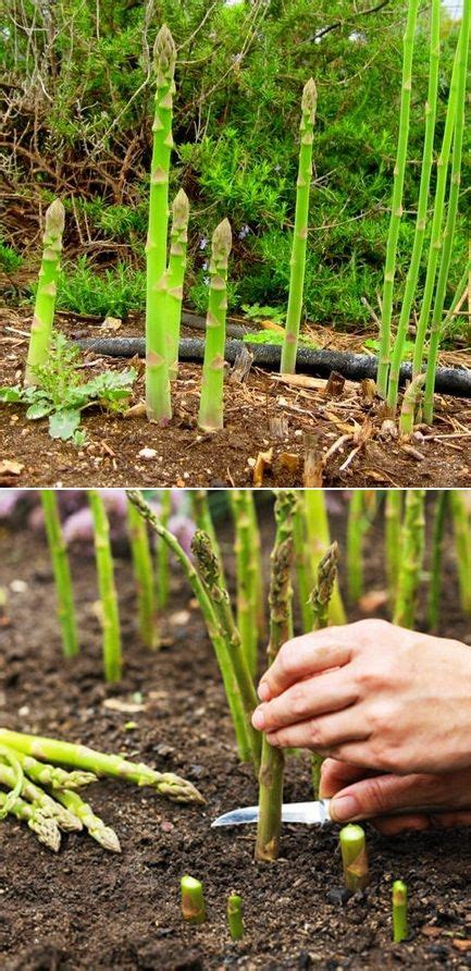 How to Grow Asparagus Crowns (My-FavThings) Garden Veggies, Veg Garden ...