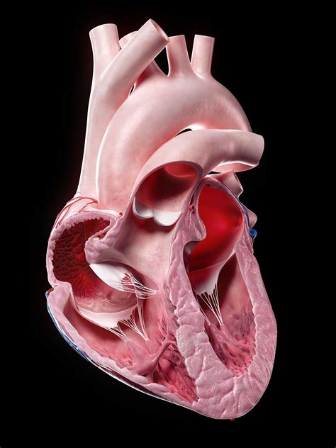 3D rendered heart | Human heart, Human body projects, Heart anatomy