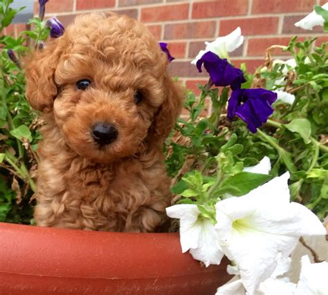 Miniature Poodle Puppies For Sale | Kansas, KS #92040