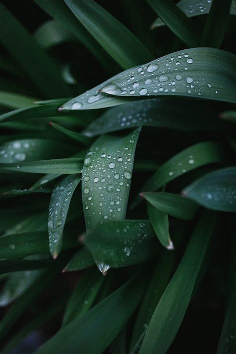 Water dew on grass, HD phone wallpaper | Peakpx