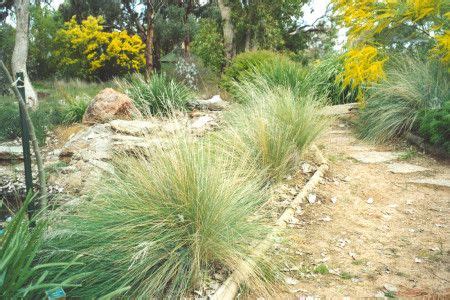 Landscaping School Online Watch, Australian Native Grasses For Landscaping