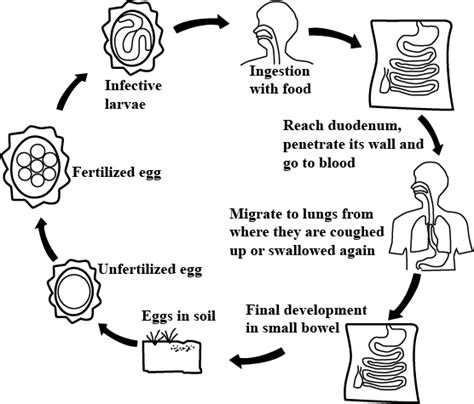 Ascaris Lumbricoides Life Cycle - nokil