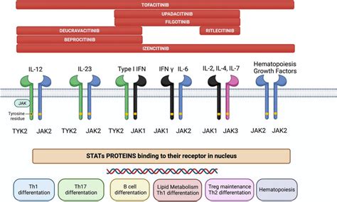 The JAK/STAT pathway constitutes a membrane-to-nucleus signaling module... | Download Scientific ...