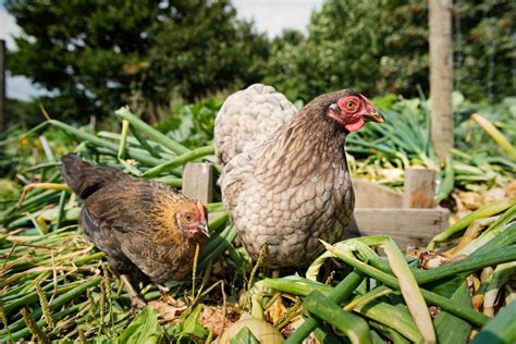 What Distinguishes "Free-Range" Chickens from Organic, Caged? - Chicken & Chicks Info