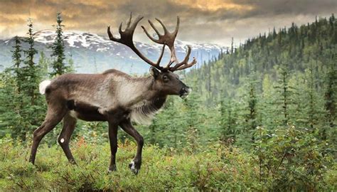 Navigating the 2024 Alaska Hunting Season – Dates & Bags Guide!