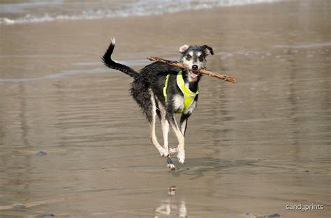 "Happy dog on the beach." by sandyprints | Redbubble