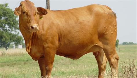 Disadvantages Of Raising Beefmaster Cattle Breed - FarmPally.com