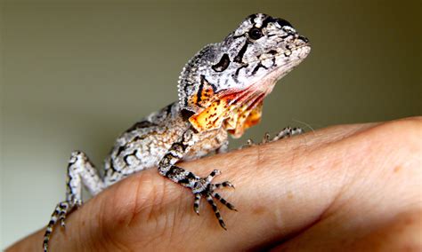 Baby Frilled Neck Lizard | Photos Taken By Moi! | Pinterest | Lizards ...