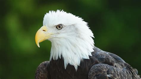 American Bald Eagle (Haliaeetus Leucocephalus) Is The National Bird And National Animal Of The ...