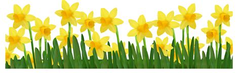 Daffodil Border Cliparts | Free Download Clip Art | Free Clip Art | on Clipart Library