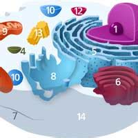 Kupffer Cells in Liver | Definition, Anatomy & Functions (Updated 2023)