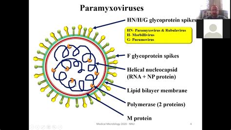 Paramyxoviruses - YouTube