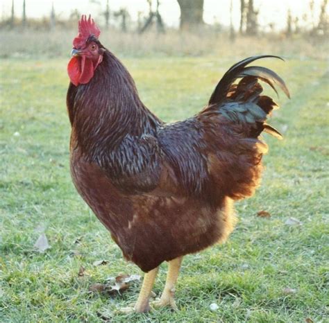 About Rhode Island Red Chickens: One of the Most Popular Breeds