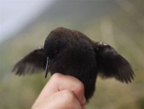 How Did the World's Smallest Flightless Bird Get to Inaccessible Island ...