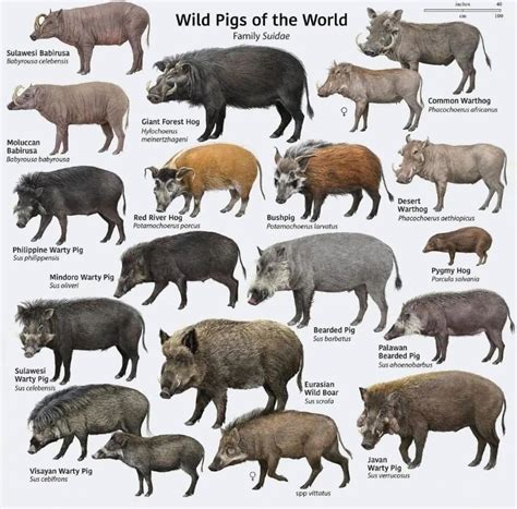 Types Of Wild Hogs