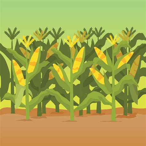 Corn Stalks Illustration 172206 Vector Art at Vecteezy