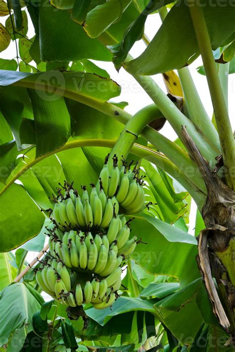 Banana tree with fruit 27438670 Stock Photo at Vecteezy