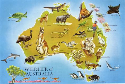 Australia wild animals list | Animal Big