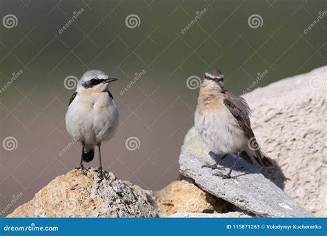 The Northern Wheatear or Wheatear Oenanthe Oenanthe Male and Female ...