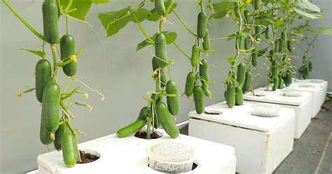 New Cucumber Growing Method for an Abundant Harvest