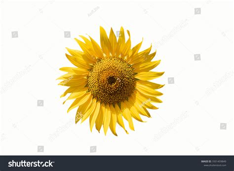 46,090 Yellow sunflower wallpaper Images, Stock Photos & Vectors | Shutterstock