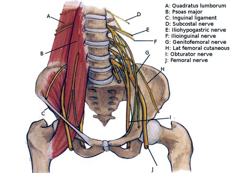 Anatomy, Back, Lumbar Plexus - StatPearls - NCBI Bookshelf