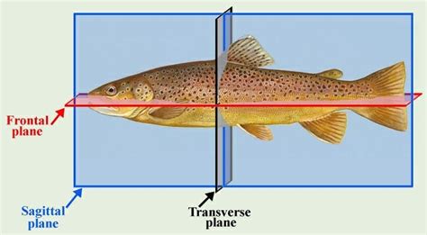 Sagittal Plane - Definition and Quiz | Biology Dictionary