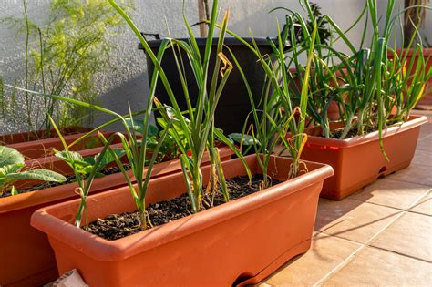 Best Ways to Start a Garlic Container Garden - Welcome to Herbs